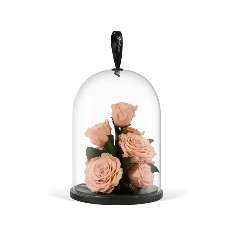 Infinite Rose Jewel Pale Pink